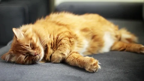Sleeping Cute Orange Cat - Perfect Dream 스톡 동영상 96246761