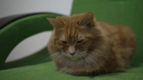 Sleeping cute red fluffy cat sleeps on a green sofa close-up 動画素材 201686644