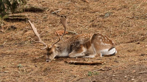 Sleeping deer 4K Stock Footage 96481274