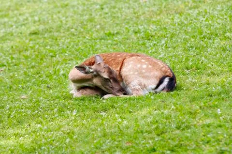 Sleeping doe Stock Photos
