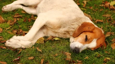 Sleeping Dog in the autumn Stock Footage 234782544