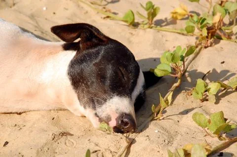 Sleeping dog on the beach Stock Photos