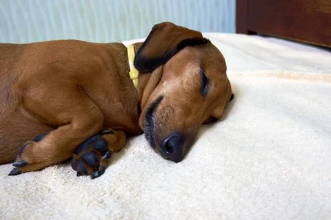 Sleeping dog on the bed close-up Stock Photos