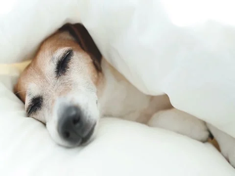 Sleeping dog in the bed Stock-Footage 75884906
