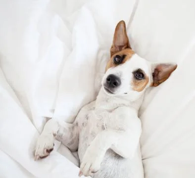 Sleeping dog at bed Stock Photos