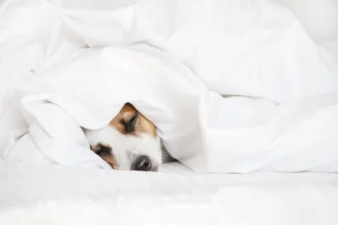 Sleeping dog at bed Stock Photos