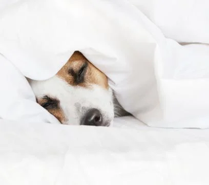Sleeping dog at bed Stock Photos