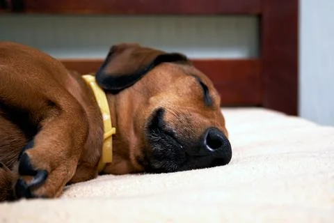 Sleeping dog on the bed Foto stock