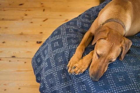 Sleeping Dog on a Blue Bed Stock Photos