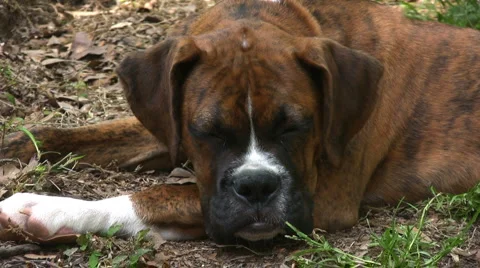 Sleeping dog boxer Stock Footage 2650834