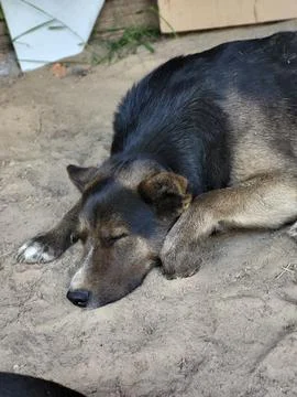 Sleeping Dog Close Up Top View 库存照片