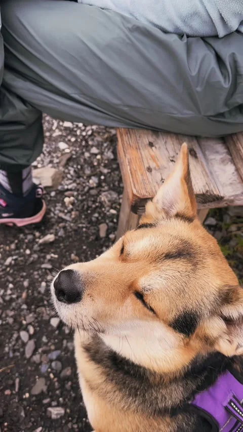 Sleeping Dog Close-Up While Hiking. Stock Footage 328462276