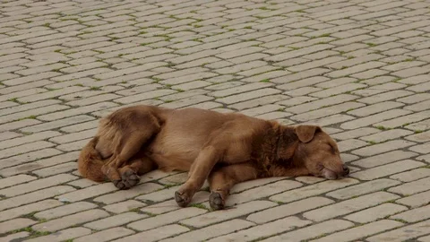 Sleeping Dog on Cobblestone Street Stock Footage 120581086