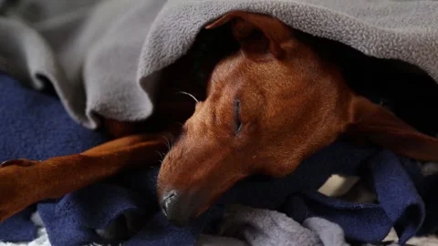 Sleeping dog on the couch. Camera movement Video stock 234344800