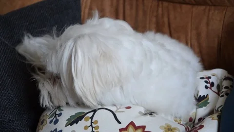 Sleeping dog on couch Stock Footage 129767337