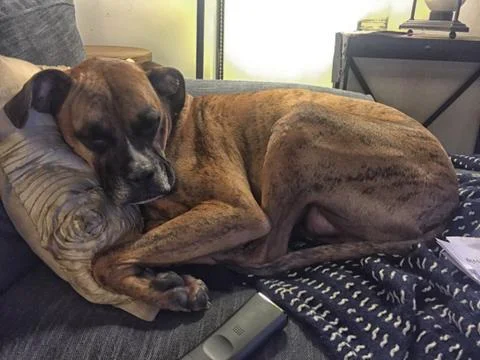 Sleeping dog on a couch Stock Photos