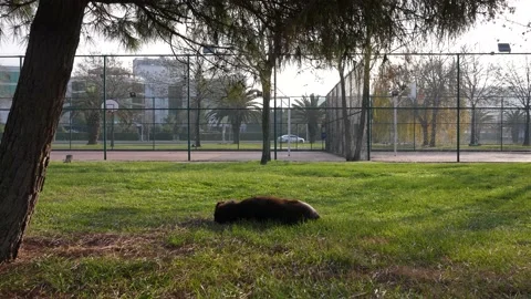 Sleeping dog in the crowd of city Stock Footage 170052643