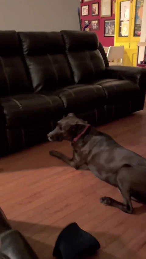 Sleeping Dog Falls Off Couch, Fargo, North Dakota, USA - 29 Apr 2025 Vídeo Stock 308259727