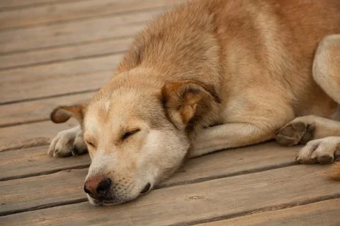 Sleeping dog floor Stock Photos