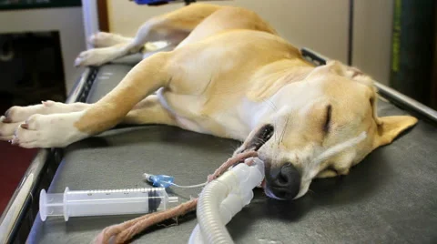 Sleeping Dog Video stock 1076835