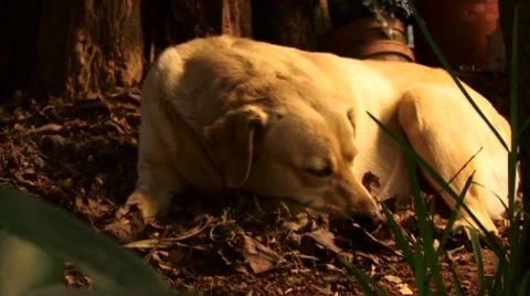 Sleeping dog Stock Footage 8677539