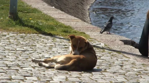 Sleeping dog 動画素材 37430954