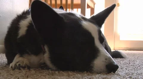 Sleeping Dog Vidéo 40340430