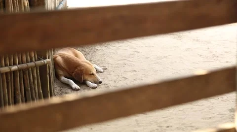 Sleeping dog 動画素材 42150261