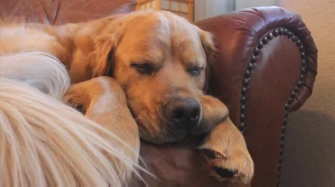 Sleeping dog Video stock 45622294