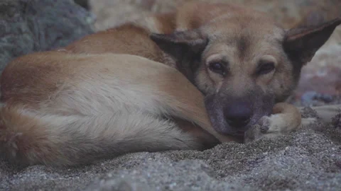 Sleeping dog Video stock 130840082