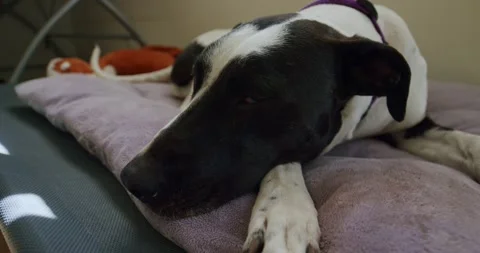 Sleeping Dog Stock Footage 164908403