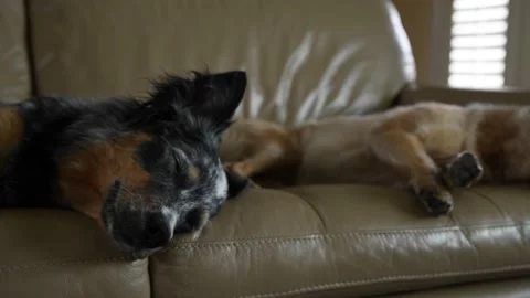 Sleeping Dog Vídeo Stock 169045304