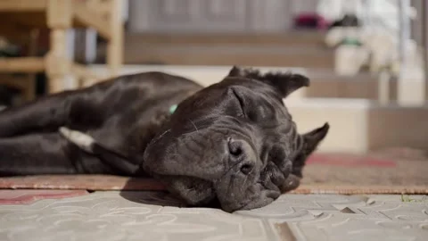 Sleeping Dog Stock Footage 208838367