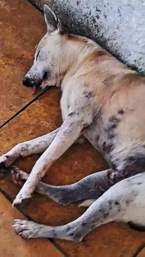 Sleeping dog Stock Footage 275864571