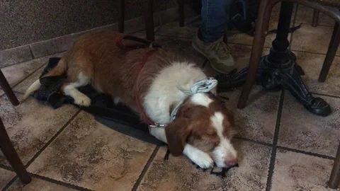 Sleeping dog Stock Footage 276969476