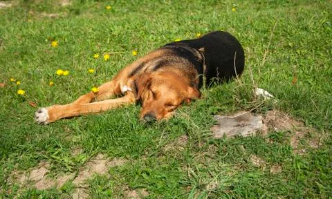 Sleeping dog on the grass Foto stock