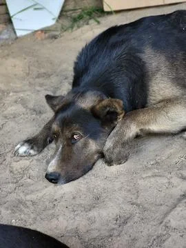 Sleeping Dog on Ground Side View 库存照片