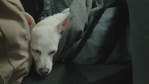 Sleeping Dog in Hammock on Back Seat of Moving Car Video stock 337718740