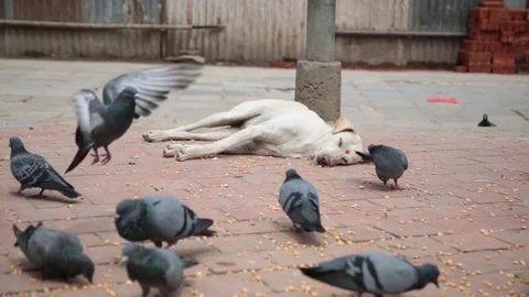 SLEEPING DOG AT KATHMANDU Stock Footage 124448276