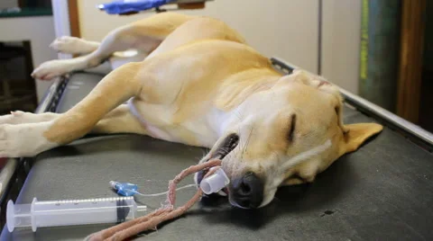 Sleeping Dog pan Video stock 1078696