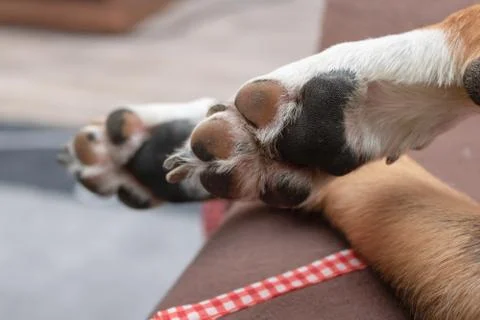 Sleeping dog paws, Appenzeller Sennenhund Stock Photos