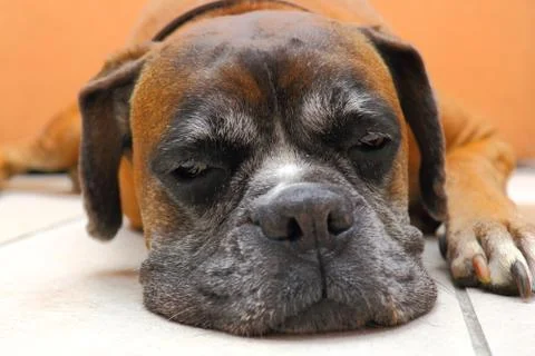 Sleeping dog Stock Photos