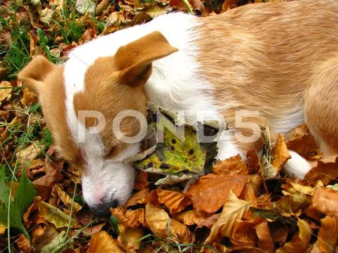 Sleeping dog Stock Photos