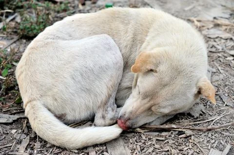 Sleeping dog Stock Photos