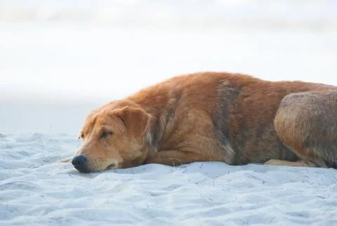 Sleeping dog Fotos de archivo
