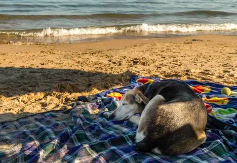 Sleeping dog Stock Photos