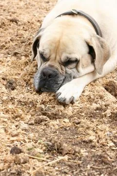 Sleeping Dog Stock Photos