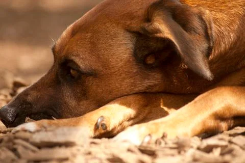 Sleeping Dog Stock Photos