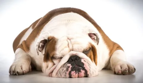 Sleeping dog Foto stock