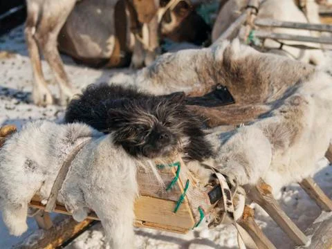 Sleeping dog Foto stock